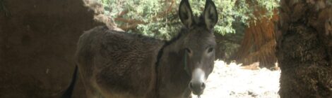 Animals – 7: Horses and donkeys