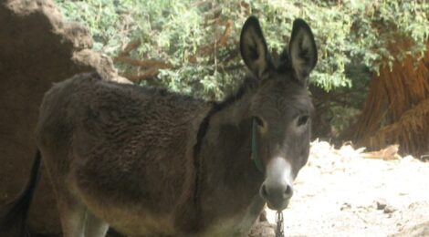 Animals – 7: Horses and donkeys