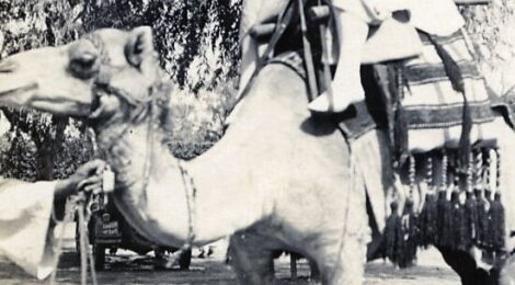 Animals – 8: Camels – 1: Learning to ride a camel