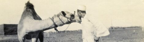 Animals – 9: Camels – 2: Preparations for the first camel trek